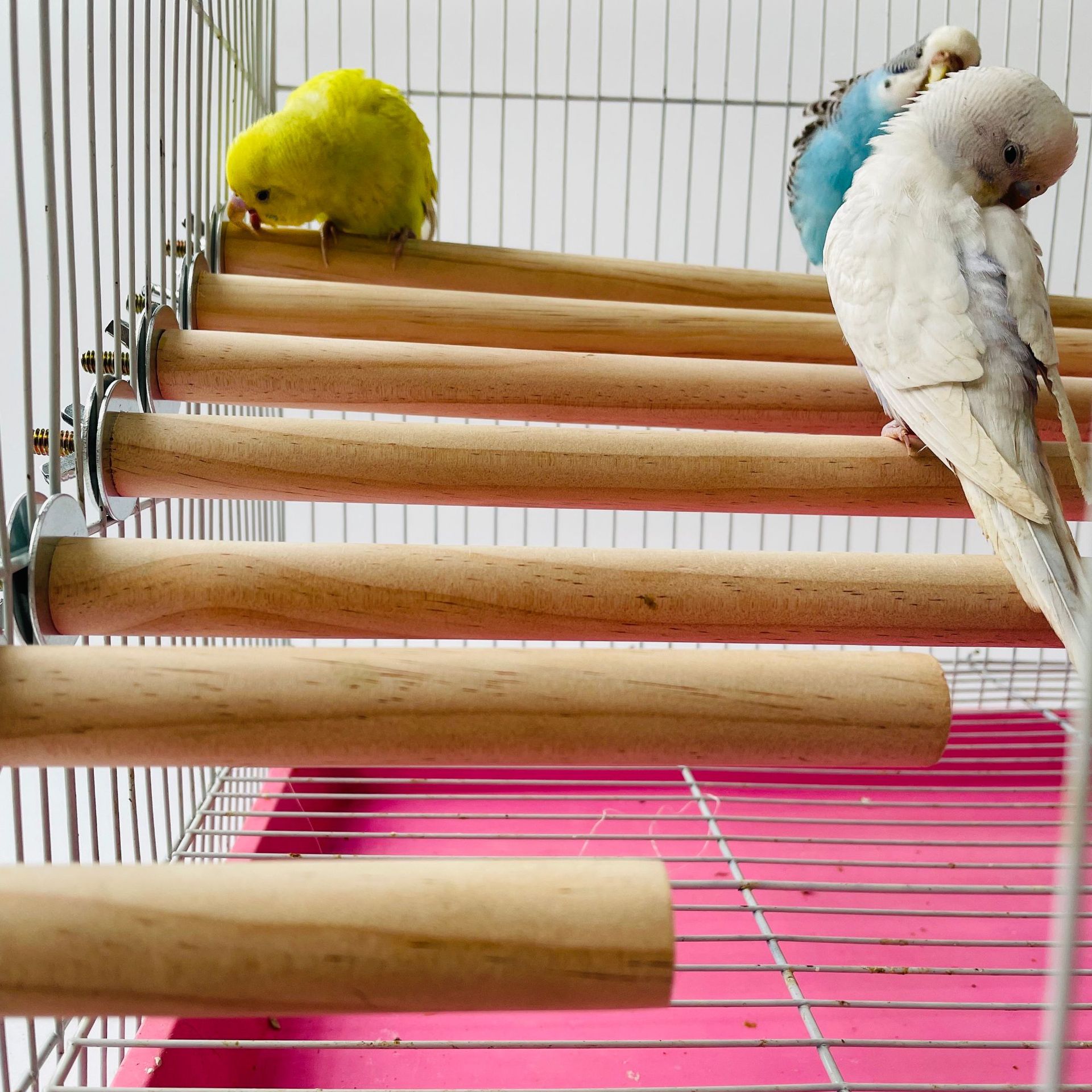 Pet X Supplies & Tack Grooming - Parrot Pet Raw Standing Stick Wood