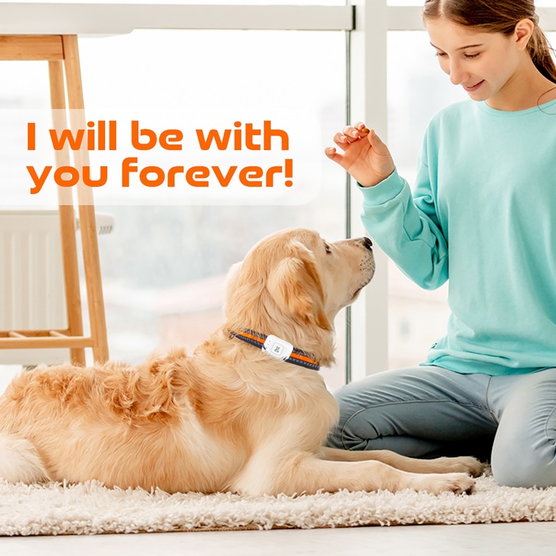 Pet GPS AGPS Tracking Device 4 - Pet Gps Tracker Collar ulasan dan harga