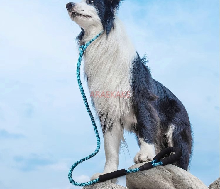 P rope explosion-proof walking - Pet Supplies Young ulasan dan harga