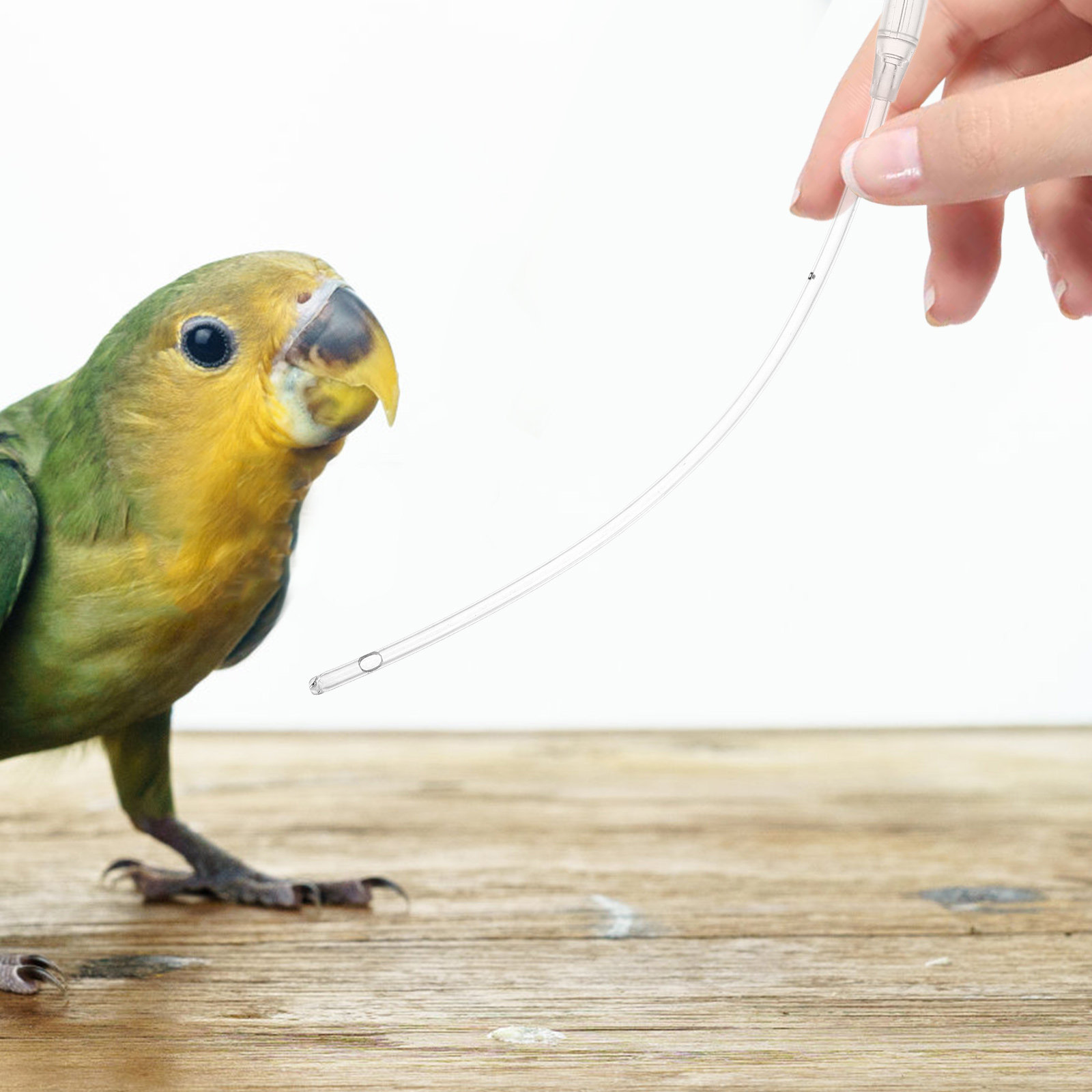 5Pcs Pet Feeding Hose Transpar - Pet Supplies Young ulasan dan harga
