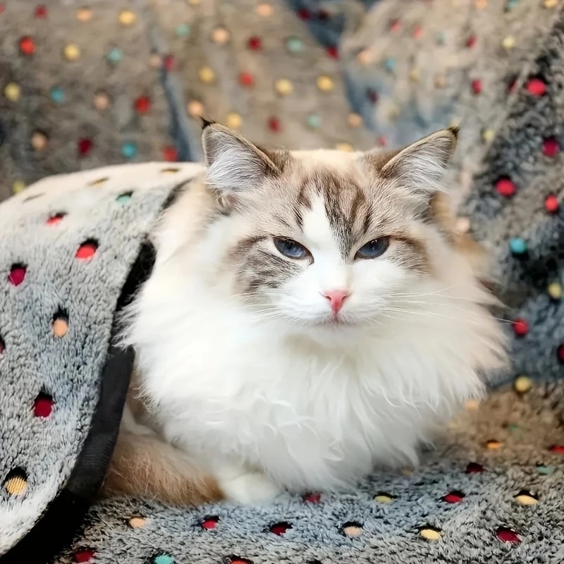 3PCS Soft Fluffy Pet Blanket C - Pet Supplies Warehouse ulasan dan harga